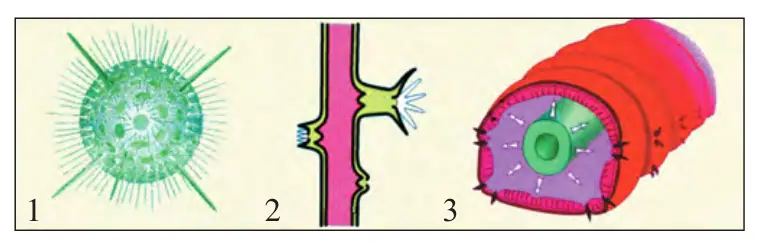 68-rasm. Umurtqasiz hayvonlarning tayanch organ lari: 1 – radiolyariya ignalari; 2 – korall poliplarining ohak ske leti; 3 – yomg‘ir chuvalchangining gidrostatik skeleti.