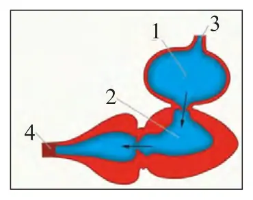 70-rasm. Baliq yuragi- ning tuzilishi: 1 – yurak bo‘lmachasi; 2 – yurak qorinchasi; 3 – vena tomiri; 4 – qorin aortasi.