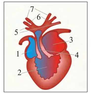 71-rasm. Suvda hamda quruqlikda yashovchi lar yuragining tuzilishi: 1 – o‘ng bo‘lmacha; 2 – qorincha; 3 – chap bo‘lmacha; 4 – arterial konus; 5 – o‘pka arteri