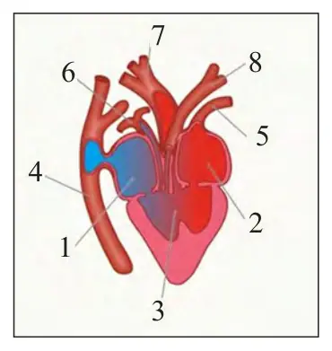 72-rasm. Sudralib yuruv chilar yuragining tuzili shi: 1 – o‘ng bo‘lmacha; 2 – chap bo‘lmacha; 3 – qorincha; 4 – kovak vena; 5 – o‘pka venasi; 6 – o‘pka arteriyasi;