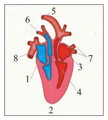 73-rasm. Qush yura- gining tuzilishi: 1 – o‘ng bo‘lmacha; 2 – o‘ng qorincha; 3 – chap bo‘lmacha; 4 – chap qorincha; 5 – o‘ng aorta yoyi;