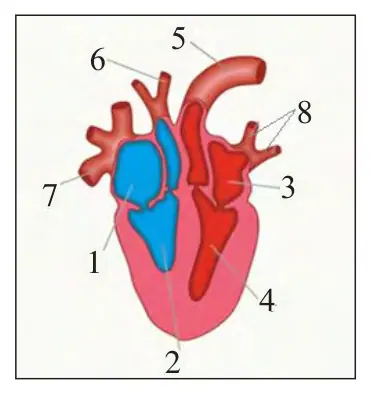 74-rasm. Sut emizuvchi lar yuragining tuzilishi. 1 – o‘ng bo‘lmacha; 2 – o‘ng qorincha; 3 – chap bo‘lmacha; 4 – chap qorincha; 5 – chap aorta yoyi;