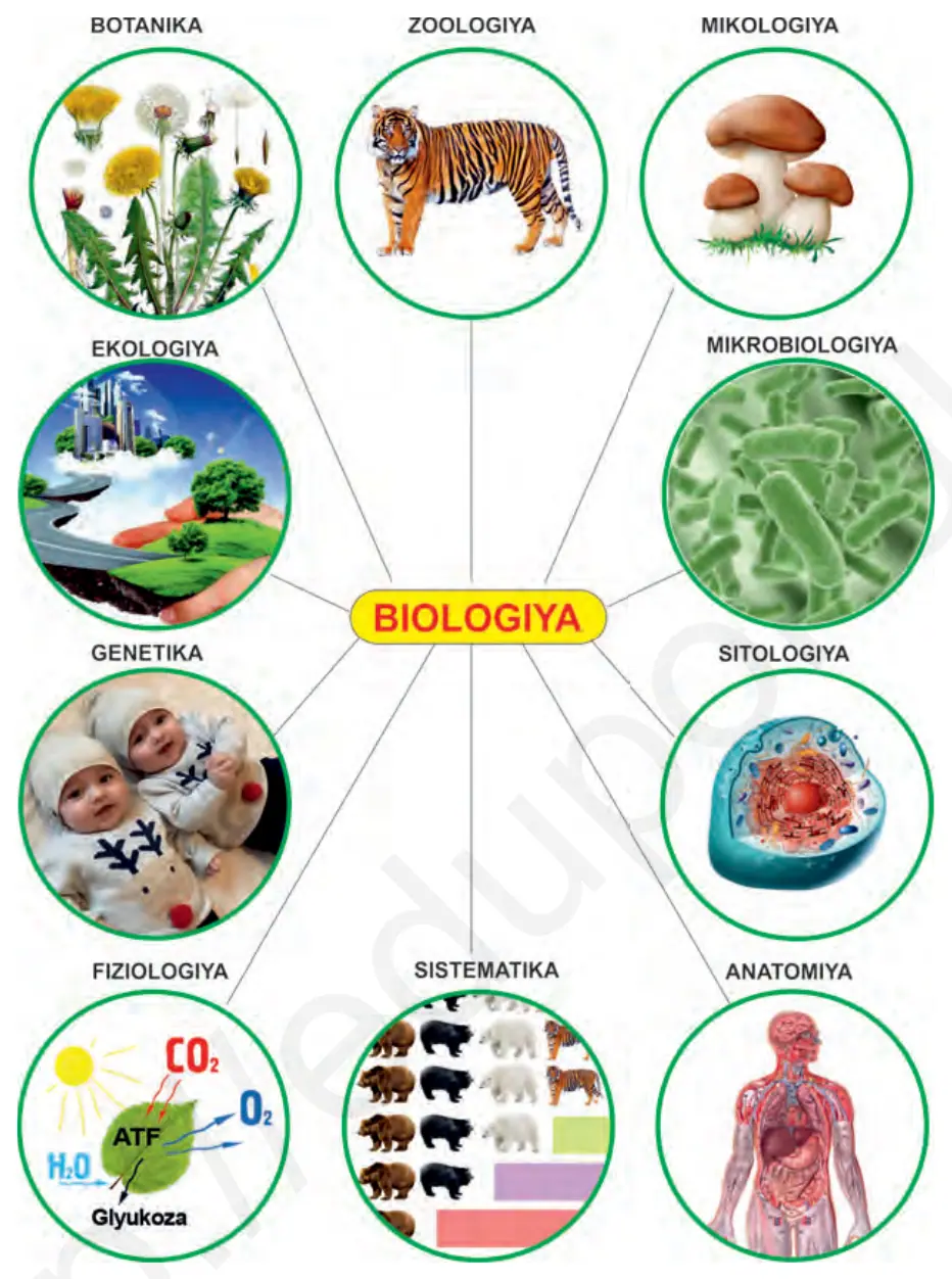 1-rasm. Biologiya fani sohalari.