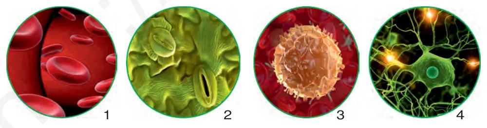 12-rasm. Hujayra shakllari: 1–eritrotsitlar; 2– barg og‘izchasi; 3–leykotsit; 4–nerv hujayrasi.