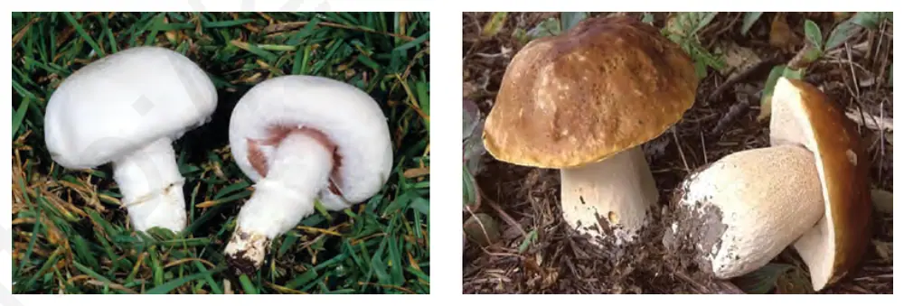 24-rasm. Iste’mol qilinadigan zamburug‘lar: a – qo‘zidumba (shampinion); b – oq qo‘ziqorin.