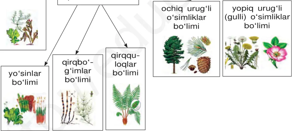 27-rasm. O‘simliklar sistematikasi.