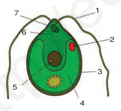 30-rasm. Xlamidomonada.1– xivchin; 2– qizil ko‘zcha; 3– hujayra qobig‘i; 4– xromatofor; 5– yadro; 6– sitoplazma; 7– qisqaruvchi vakuol.