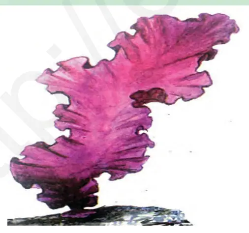 33-rasm. Porfira.