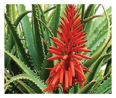 50-rasm. Gullagan aloe.