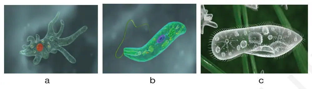 56-rasm. Sodda hayvonlar: amyoba (a), evglena (b), tufelka (c).