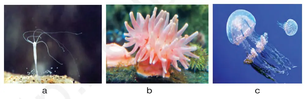 57-rasm. Bo‘shliqichlilar: gidra (a), aktiniya (b), meduza (c).
