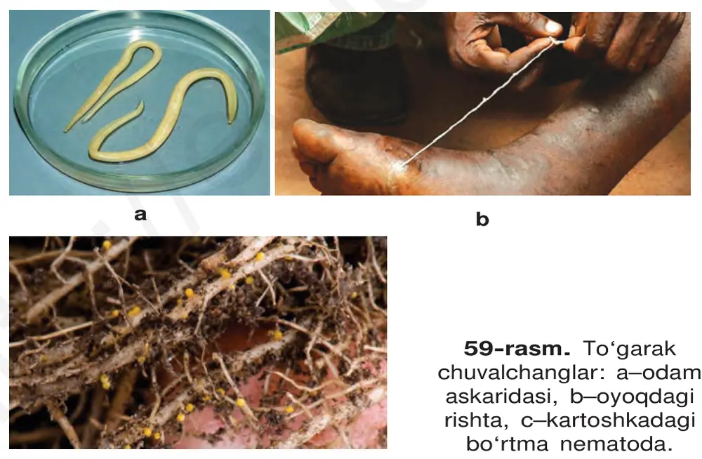 59-rasm. To‘garak chuvalchanglar: a–odam askaridasi, b–oyoqdagi rishta, c–kartoshkadagi bo‘rtma nematoda.