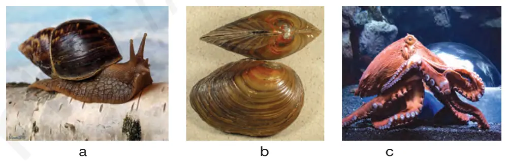 61-rasm. Mollyuskalar: a–shilliqqurt, b–baqachanoq, c–sakkizoyoq.