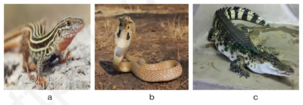 67-rasm. Sudralib yuruvchilar: a–kaltakesak, b–ilon, c–timsoh.