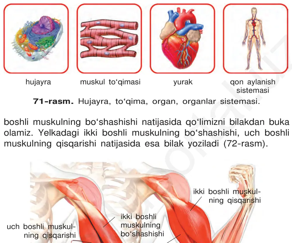 71-rasm. Hujayra, to‘qima, organ, organlar sistemasi.