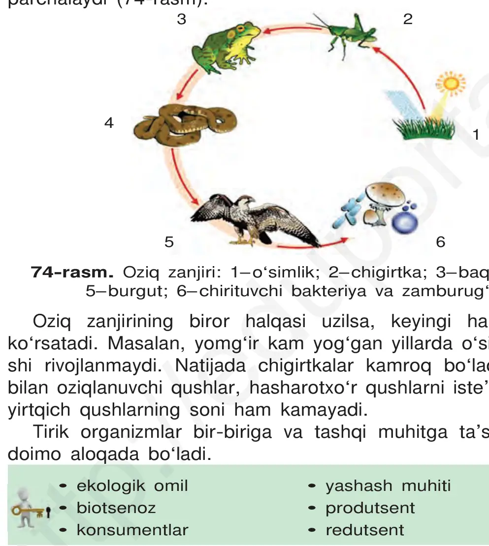 74-rasm. Oziq zanjiri: 1– o‘simlik; 2– chigirtka; 3– baqa; 4– ilon; 5– burgut; 6– chirituvchi bakteriya va zamburug‘lar.