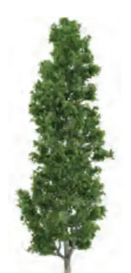 3-rasm. Daraxtlar: Terak, Sadaqayragʻoch, Baobab.
