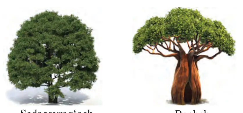 3-rasm. Daraxtlar: Terak, Sadaqayragʻoch, Baobab.