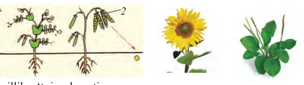8-rasm. Bir yillik oʻtlar: Bir yillik oʻtning hayoti: 1 – urugʻ; 2 – voyaga yetgan oʻsimlik. Kungaboqar; Zubturum.