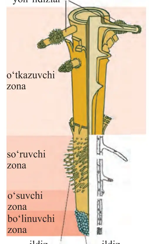 17-rasm. Ildizning tuzilishi: yon ildizlar, o‘tkazuvchi zona, so‘ruvchi zona, o‘suvchi zona, bo‘linuvchi zona, ildiz tukchalari, ildiz qinchasi