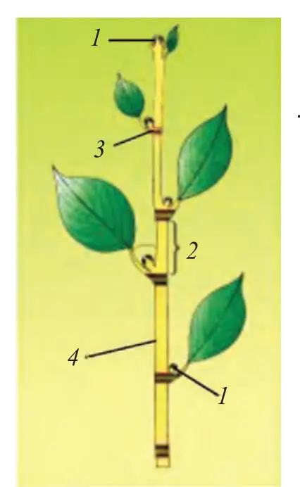 22-rasm. Novdaning tuzilishi: 1 – kurtaklar; 2 – bo‘g‘im oralig‘i; 3 – bo‘g‘im; 4 – poya.