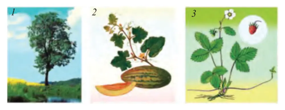23-rasm. Poyalarning xilma-xilligi: 1 – qayrag‘och; 2 – qovun; 3 – qulupnay.
