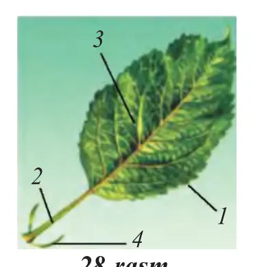 28-rasm. Olma bargi: 1 – barg yaprogʻi; 2 – barg bandi; 3 – barg tomirlari; 4 – yon bargchalari.