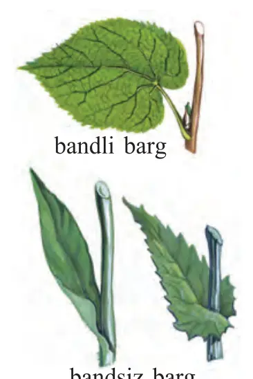 29-rasm. bandli barg; bandsiz barg.
