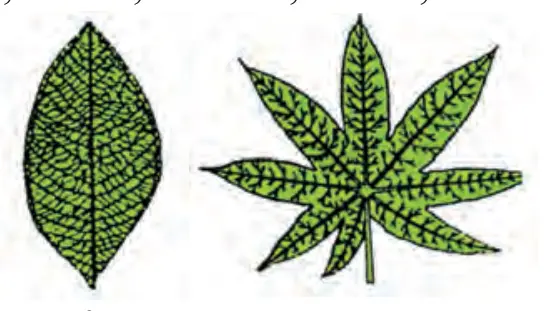 30-rasm. Barglarning tomirlanishi: 1 – parallel; 2 – yoysimon; 3 – patsimon; 4 – panjasimon.