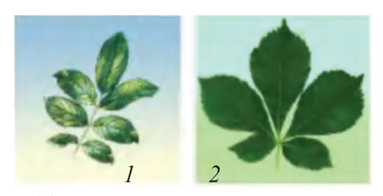 32-rasm. Murakkab barglar: 1 – yongʻoqning toq patsimon bargi; 2 – soxta kashtanning panjasimon bargi.