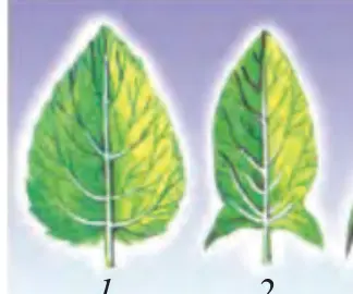 34-rasm. Yaproqning tuzilishiga koʻra oddiy barg xillari: 1 – uch boʻlakli; 2 – panjasimon.