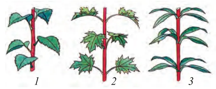 35-rasm. Novdada barglarning joylashishi: 1 – navbat bilan joylashgan; 2 – qarama-qarshi joylashgan; 3 – halqa hosil qilib joylashgan.