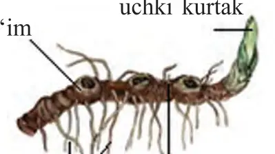 37-rasm. Shakli oʻzgargan yerosti novdalari: 1 – ildizpoya (boʻgʻim, uchki kurtak, qoʻshimcha ildizlar).