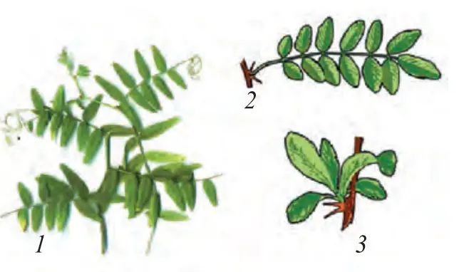 39-rasm. Shakli oʻzgargan barglar. Gajaklar: 1 – noʻxat. Tikanlar: 2 – akatsiya; 3 – zirk.