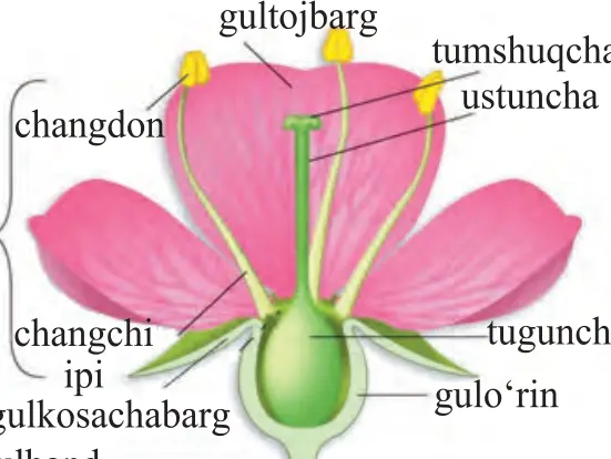 40-rasm. Gulning tuzilishi: gultojbarg, tumshuqcha, ustuncha, changdon, changchi ipi, changchi, tuguncha, guloʻrni, gulkosachabarg, gulband, urugʻchi.
