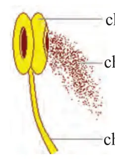 41-rasm. Changchi: changdon, chang, changchi ipi.