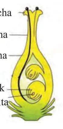 42-rasm. Urugʻchi: tumshuqcha, ustuncha, tuguncha, urugʻkurtak, murtak xalta.