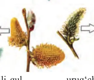 43-rasm. Gulqoʻrgʻonsiz gul. Tol: changchili gul, urugʻchili gul.