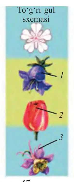 47-rasm. To‘g‘ri gullar: 1 – qo‘ng‘iroq gul; 2 – lola; 3 – suvyig‘ar. (To‘g‘ri gul sxemasi)