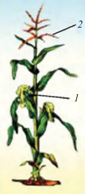 46-rasm. Bir uyli o‘simlik. Makkajo‘xori gullari: 1 – urug‘chili gullar; 2 – changchili gullar.