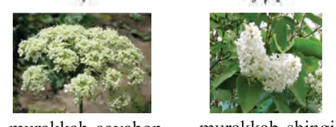 50-rasm. Murakkab to‘pgullar: murakkab boshoq (bug‘doy); murakkab soyabon (sabzi); murakkab shingil (nastarin).