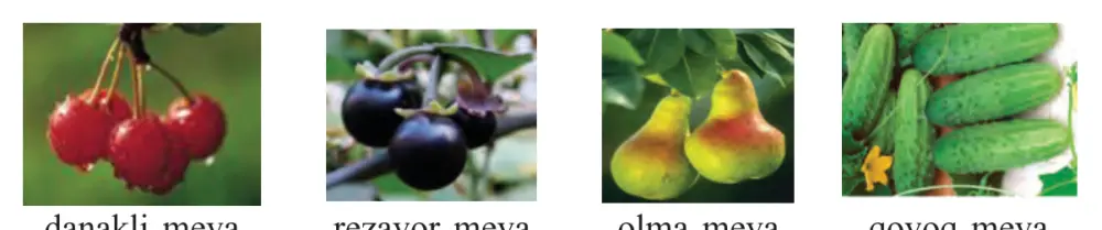 51-rasm. Ho‘l mevalar: danakli meva (olcha); rezavor meva (ituzum); olma meva (nok); qovoq meva (bodring).