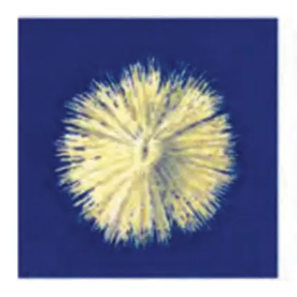 54-rasm. Chigit: 1 – umumiy ko‘rinishi; 2 – ichki tuzilishi: a – tuklari; b – po‘sti; d – murtagi; e – urug‘pallasi.