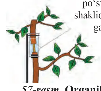 57-rasm (davomi). Halqa shaklida kesib olingan novdada qo‘shimcha ildizlarning hosil bo‘lishi: qo‘shimcha ildizlar – yog‘ochlik