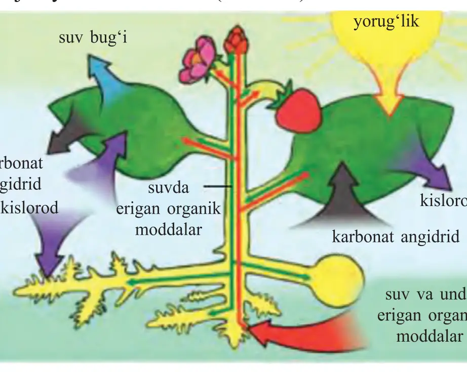58-rasm. Barglarda organik moddalarning hosil bo‘lishi (yorug‘lik, suv bug‘i, karbonat angidrid, kislorod, suvda erigan organik moddalar, suv va unda erigan organik moddalar)