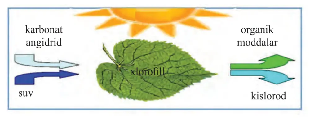 59-rasm. Fotosintez sxemasi: karbonat angidrid va suv → xlorofill (yorug‘likda) → organik moddalar va kislorod