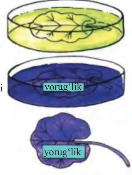 60-rasm (davomi). Spirt va yod eritmasi solingan idishlardagi barglar (yorug‘lik)