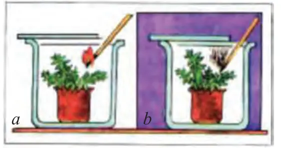 61-rasm. O‘simlikning nafas olishini ko‘rsatuvchi tajriba (a – yorug‘da, b – qorong‘ida)