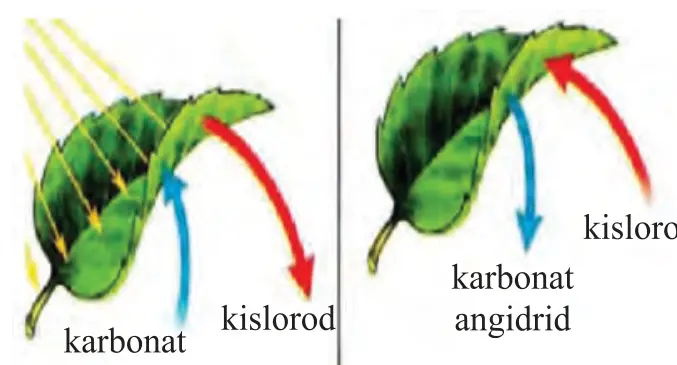 62-rasm. Fotosintez va bargning nafas olishi: karbonat angidrid, kislorod