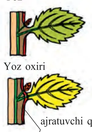 66-rasm. Xazonrezgilikda poyada ajratuvchi qavatning hosil bo‘lishi. Yoz; Yoz oxiri; Kuz: ajratuvchi qavat, po‘kak